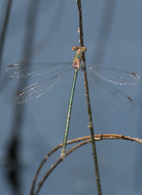 Swamp Spreadwing